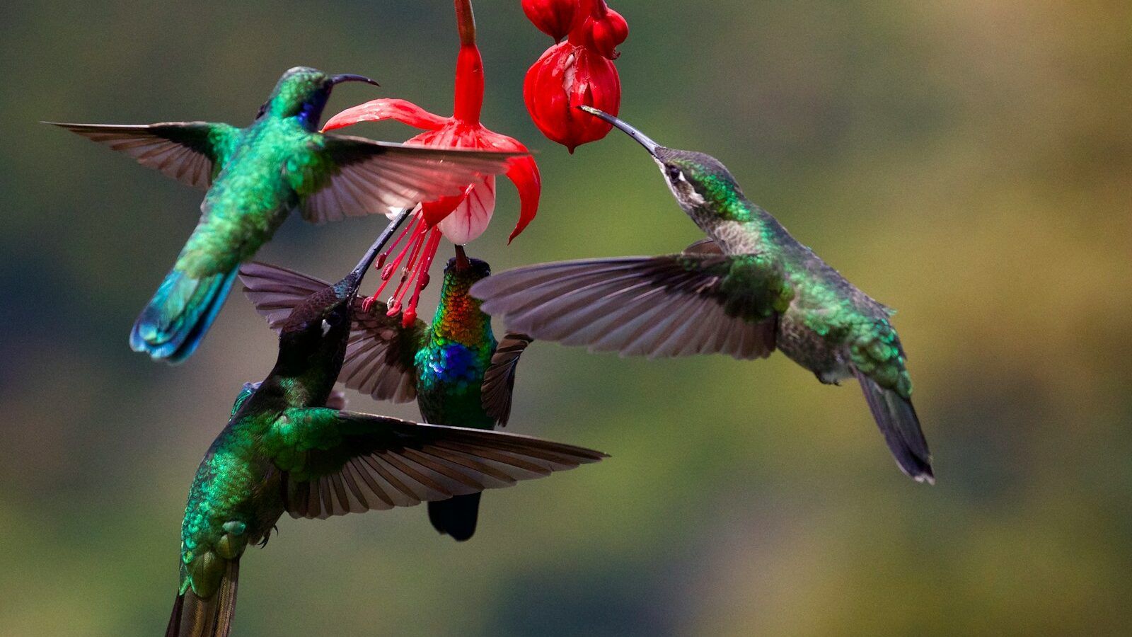 selective focus photo of four green humming birds with red flowers