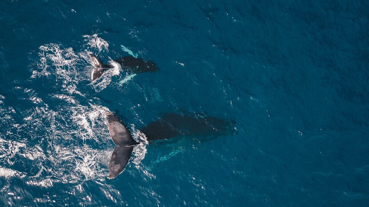 two black whales swimming in body of water