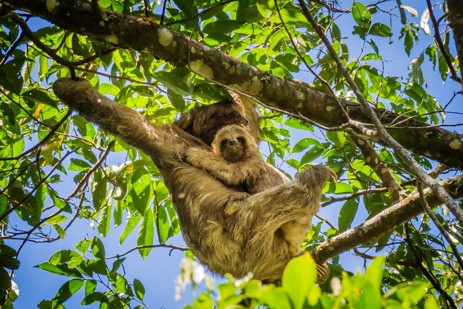 Sloth hanging in a tree in Costa Rica