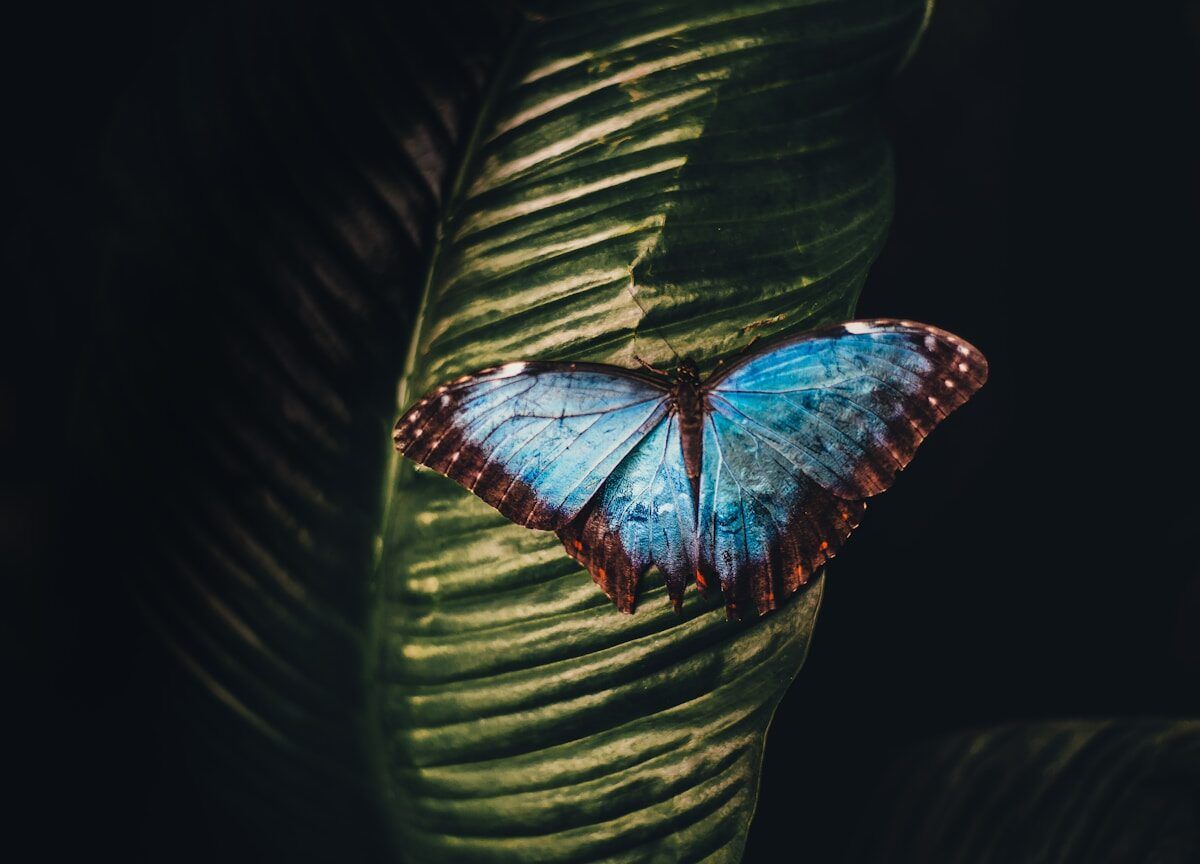 blue and brown butterfly perching on leaf