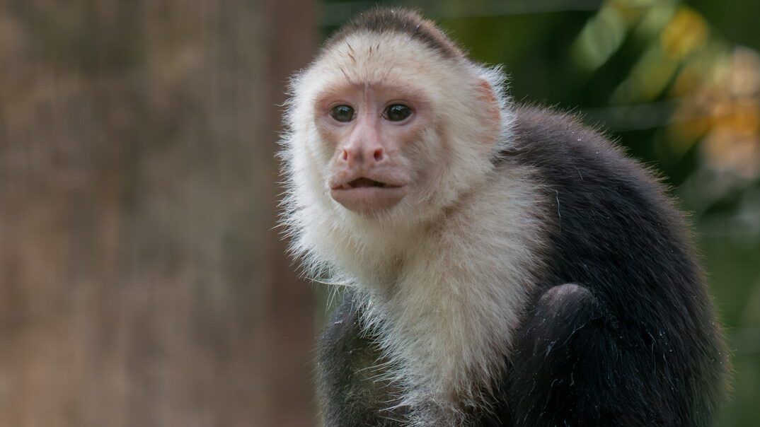 a white faced monkey sitting on top of a rock