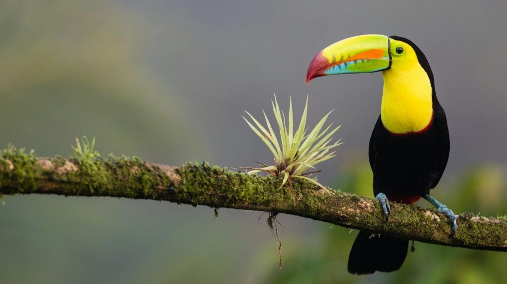 black and yellow bird standing on tree branch